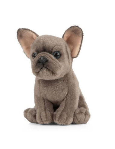 Catelus de plus Bulldog,AN437