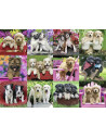 Puzzle Catelusi, 500 Piese,RVSPA14659