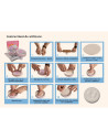 BN-BH_DB_Blue,Baby HandPrint - Mulaj amprente in cutie cadou Dream Box, Non-toxic, Conform cu standardul european de siguranta E