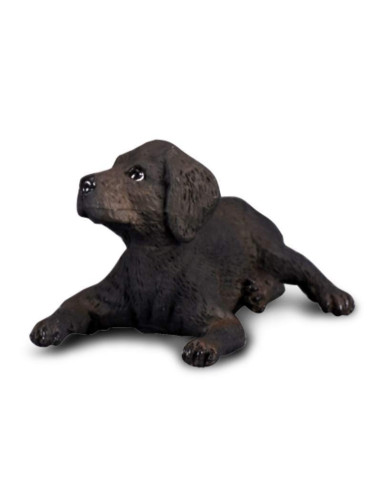 COL88077S,Labrador Retriever Pui S Collecta