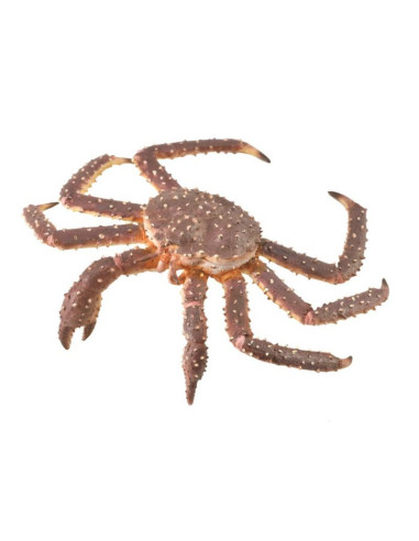 COL88851XL,Figurina Crab Regal pictata manual XL Collecta