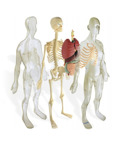 ML99060,Model Corpul Uman 56 cm