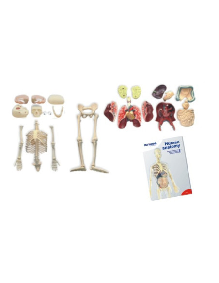 ML99060,Model Corpul Uman 56 cm