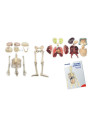 ML99060,Model Corpul Uman 56 cm
