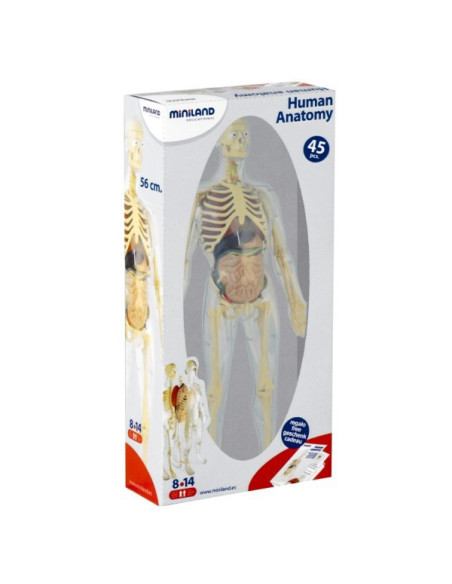 ML99060,Model Corpul Uman 56 cm