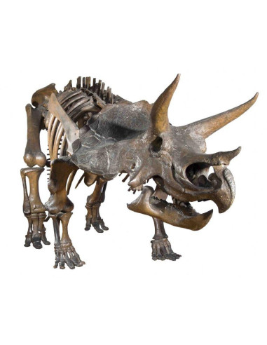 N5102,Diapozitive - Dinozauri
