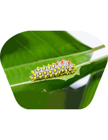 N5131,Proiector tip lanterna - Insecte