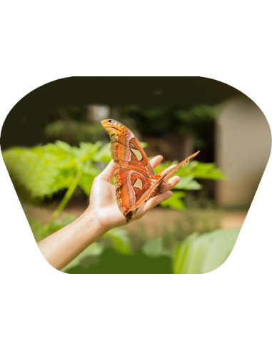 N5131,Proiector tip lanterna - Insecte