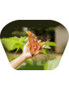 N5131,Proiector tip lanterna - Insecte