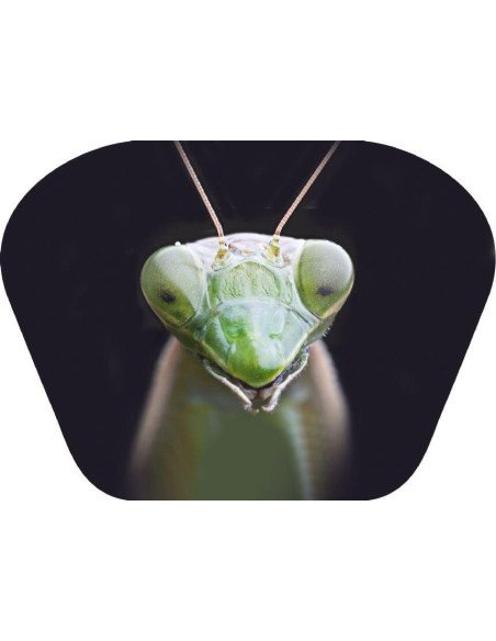 N5131,Proiector tip lanterna - Insecte