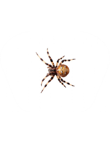 N5131,Proiector tip lanterna - Insecte