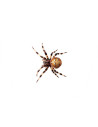 N5131,Proiector tip lanterna - Insecte