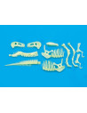 B8803,Schelet T-Rex reflectorizant