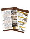 Kit de sapat - Craniu T-Rex,BK2130