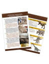 Kit de sapat - Craniu Triceratops,BK2131