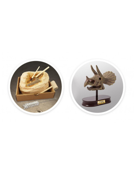 Kit de sapat - Craniu Triceratops,BK2131