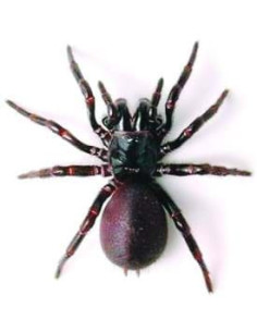 Paianjen,BL4007176684542 2