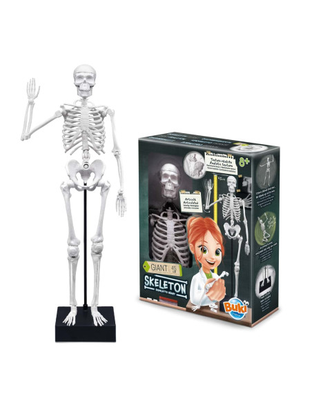 Schelet Gigant 45 cm,BK2180