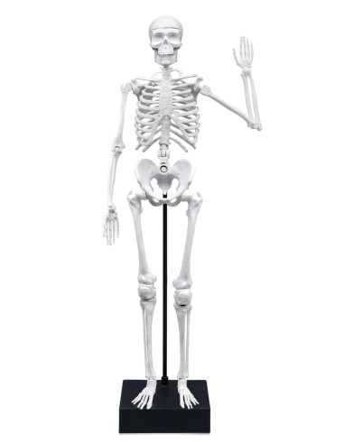 Schelet Gigant 45 cm,BK2180