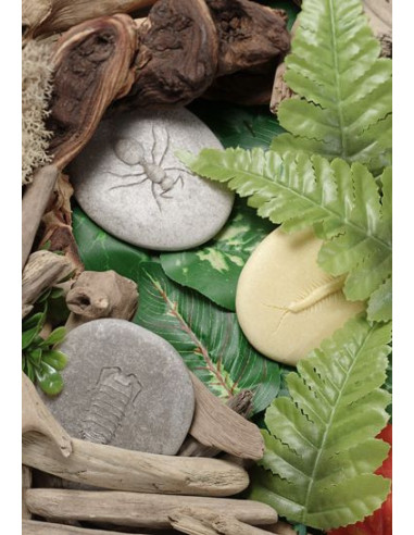 YD1042,Sa investigam! - Insecte