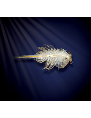 AD4005B,Set educativ STEM - AQUA DRAGONS Habitat Jurassic Time Travel EGGspress