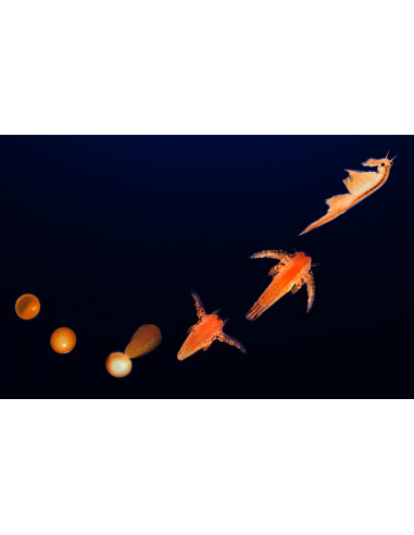 AD4005B,Set educativ STEM - AQUA DRAGONS Habitat Jurassic Time Travel EGGspress