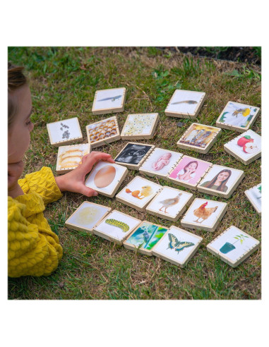 TIK-73522,Ciclurile vietii, set placute din lemn, 24 buc., TickiT