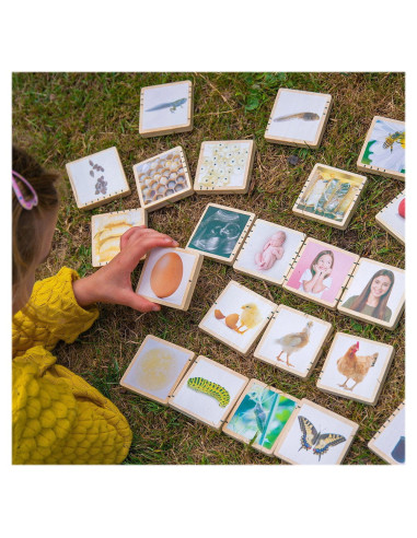 TIK-73522,Ciclurile vietii, set placute din lemn, 24 buc., TickiT