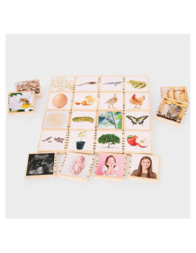 TIK-73522,Ciclurile vietii, set placute din lemn, 24 buc., TickiT