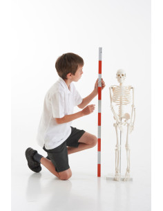 CD03064,Schelet la jumatate de scara 2