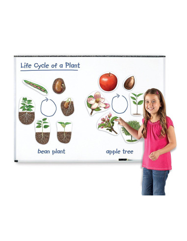 LER6045,Ciclul vietii plantei - set magnetic