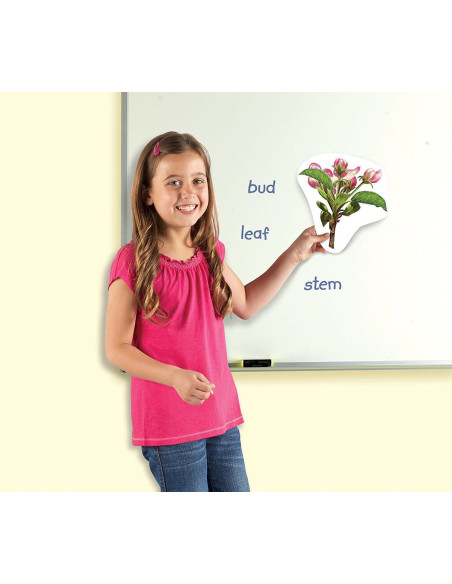 LER6045,Ciclul vietii plantei - set magnetic