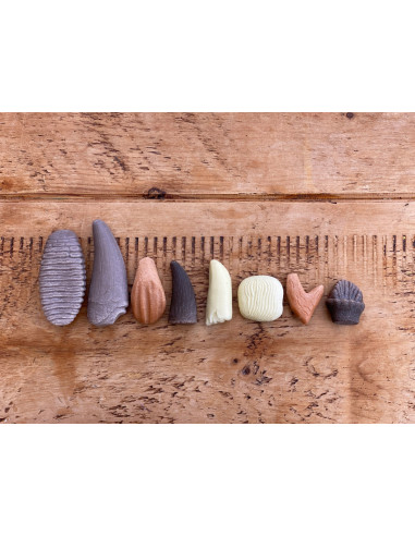 YD1202,Sa investigam! - Dinti preistorici YD1202,Sa investigam! - Dinti preistorici