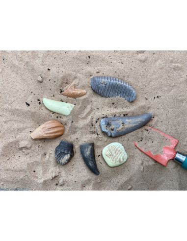 YD1202,Sa investigam! - Dinti preistorici YD1202,Sa investigam! - Dinti preistorici