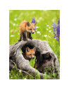 RVSPC00871,Puzzle pui de vulpe 300 piese