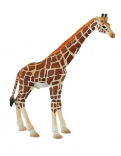 Girafa mascul