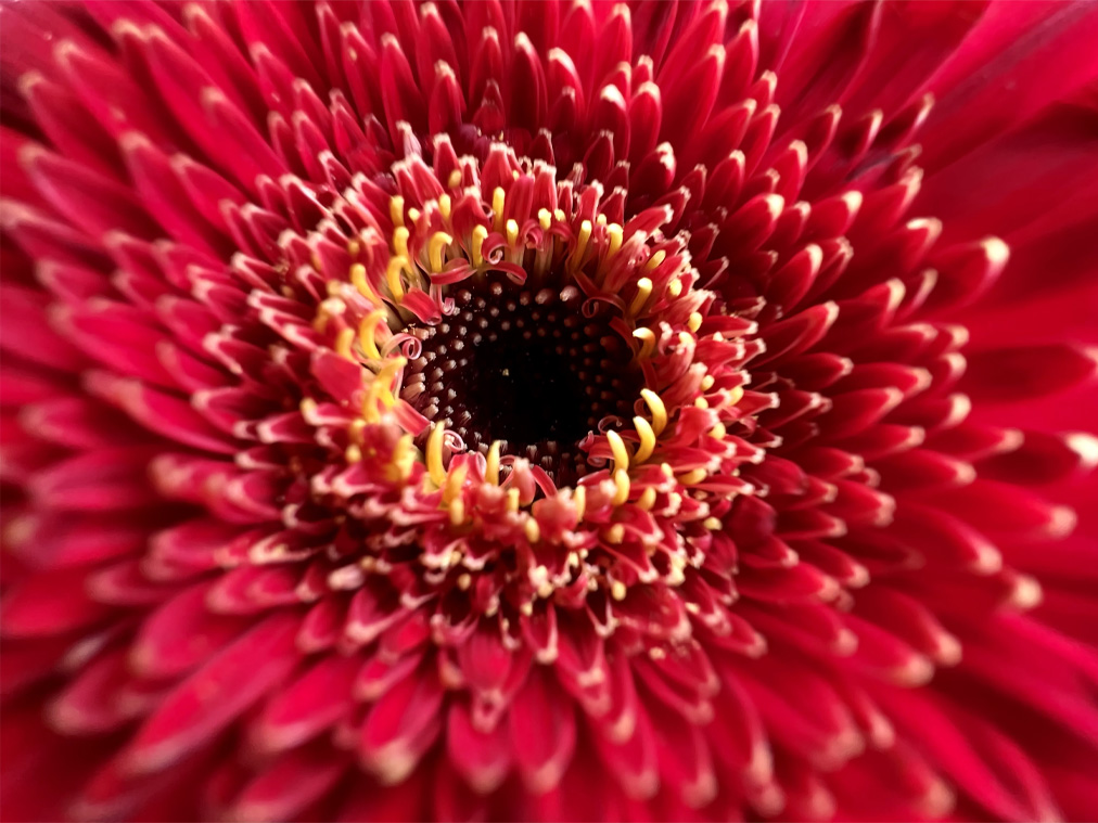 macro_photography__dphcvz878gia_medium.jpg (1012&times;759)
