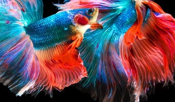 res_c0ac987ca0cac6c7801c1b9a3de2733e.jpg